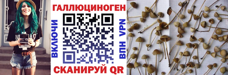 kraken как войти  Истра  Галлюциногенные грибы Psilocybine cubensis  купить закладку 